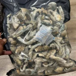 Penis Envy Mushrooms