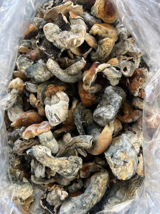 Hillbilly Mushroom Strain
