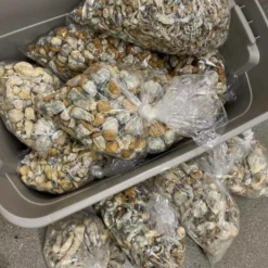 z strain mushrooms