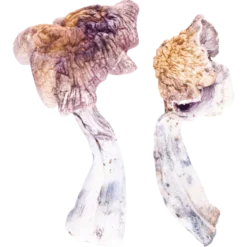 z strain mushrooms
