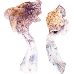 z strain mushrooms